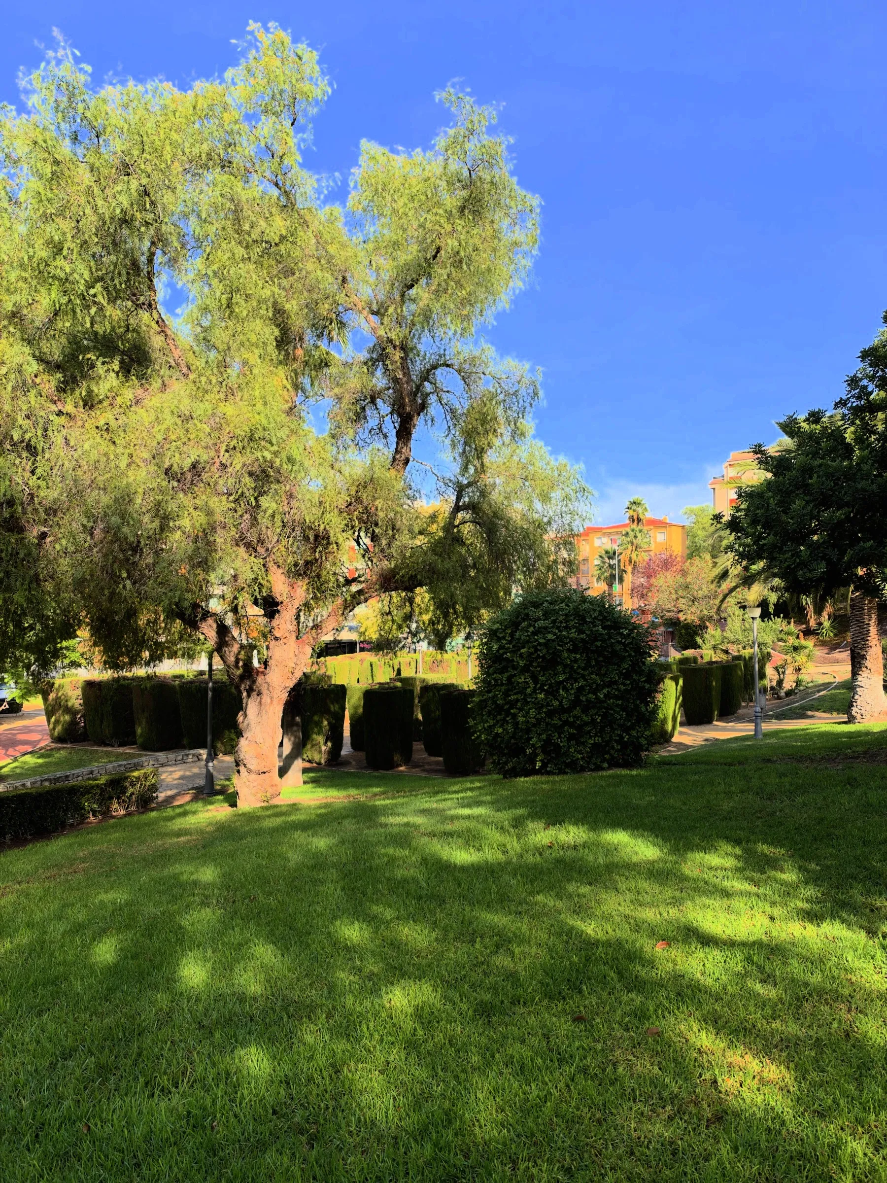 LUT de Apple: un olivo en un parque, con césped al sol y cielo azul