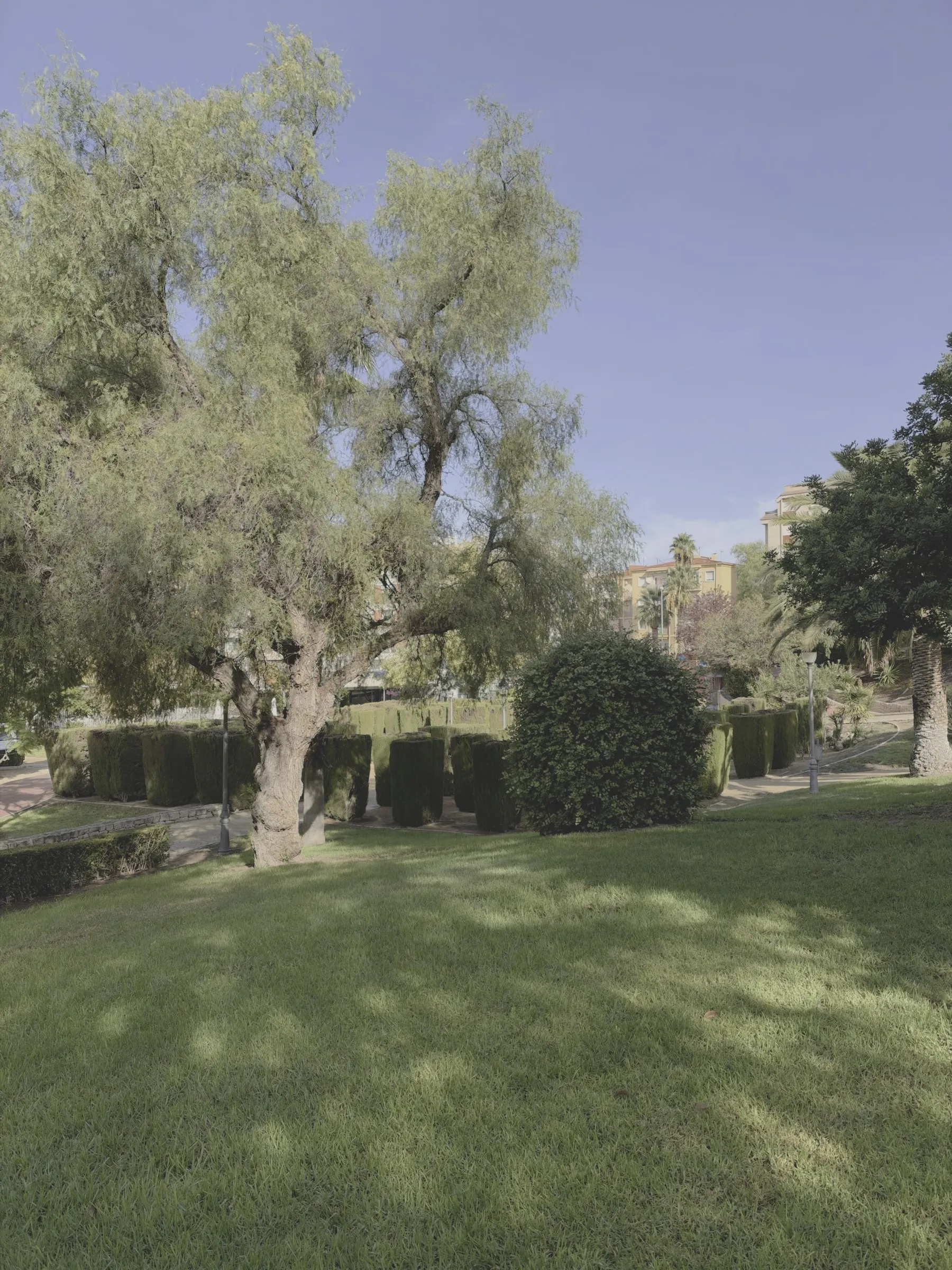 Apple Log: un olivo en un parque, con césped al sol y cielo azul